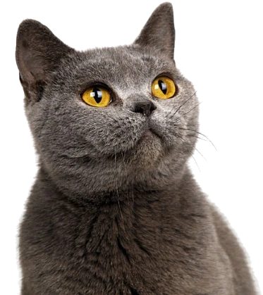 Pişik üçün məhsullar