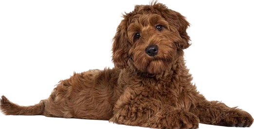 İt üçün məhsullar