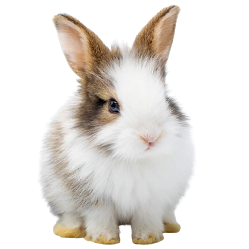 Gəmirici və dovşanlar